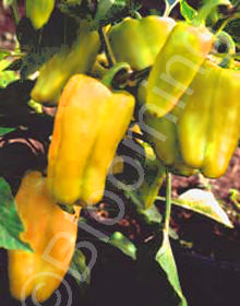 Capsicum annuum 'California Wonder Gold'